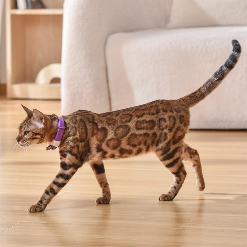 Laser Cat Collar